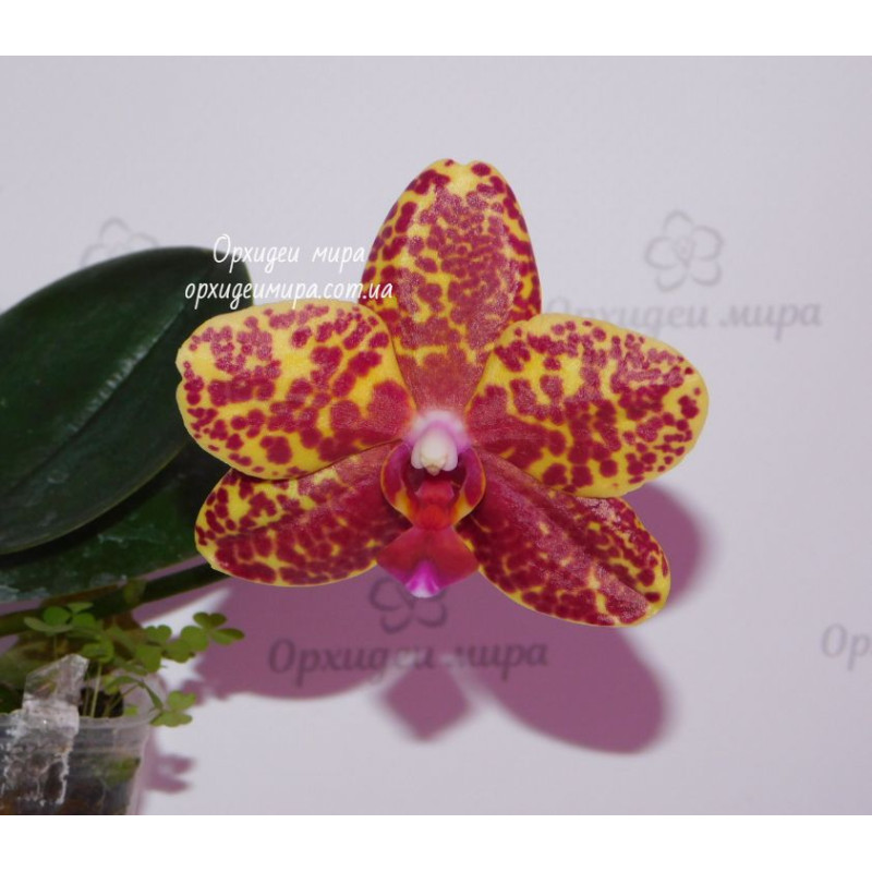 Жыныстық медициналық эксперименттер